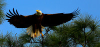 Eagle's / Osprey