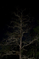Cypress Tree w/Stars