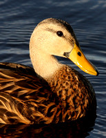 Mottled Duck