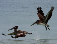 Brown Pelican