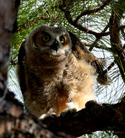 Great Horned Owl