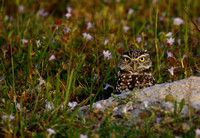 Burrowing Owl