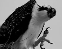 Black & White Osprey