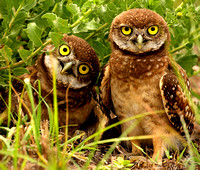 Burrowing Owl's
