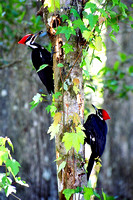 Pileated Woodpeckers